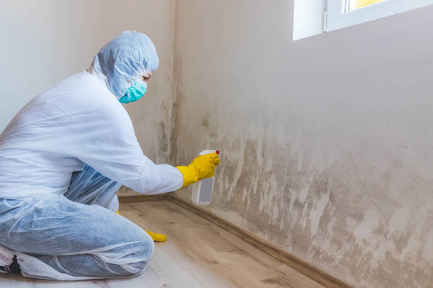 Licensed Mold Removal service in Grandy, NC - WQB Mold Removal